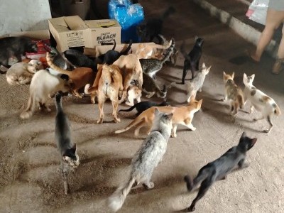Solo rescuer  50+ cats 13 dogs